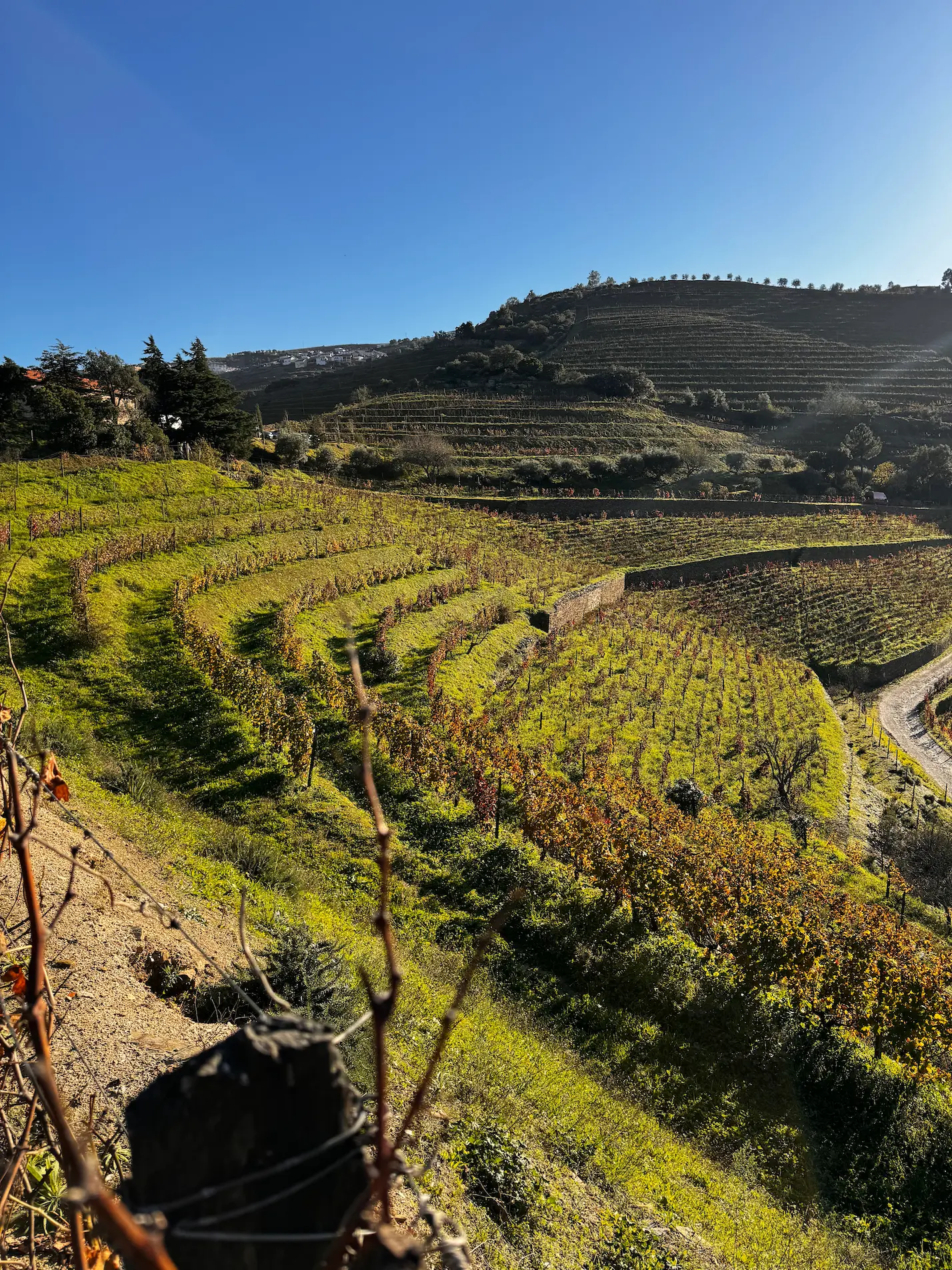 Terraced vineyards and rolling hills overlooking the Douro River in Portugal's Douro Valley