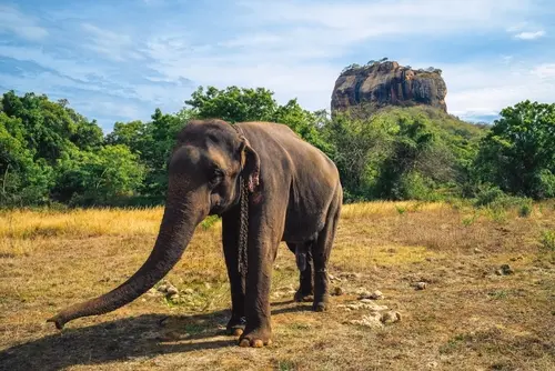 Sigiriya Rock Fortress rising above the forest in Sri Lanka