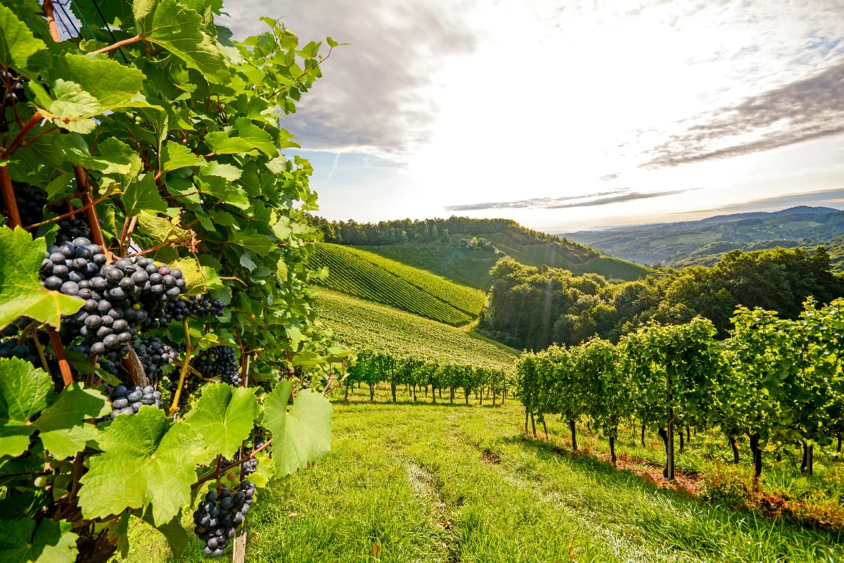 Flavours of Burgundy river cruise offer