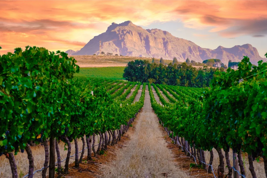 Cape Winelands