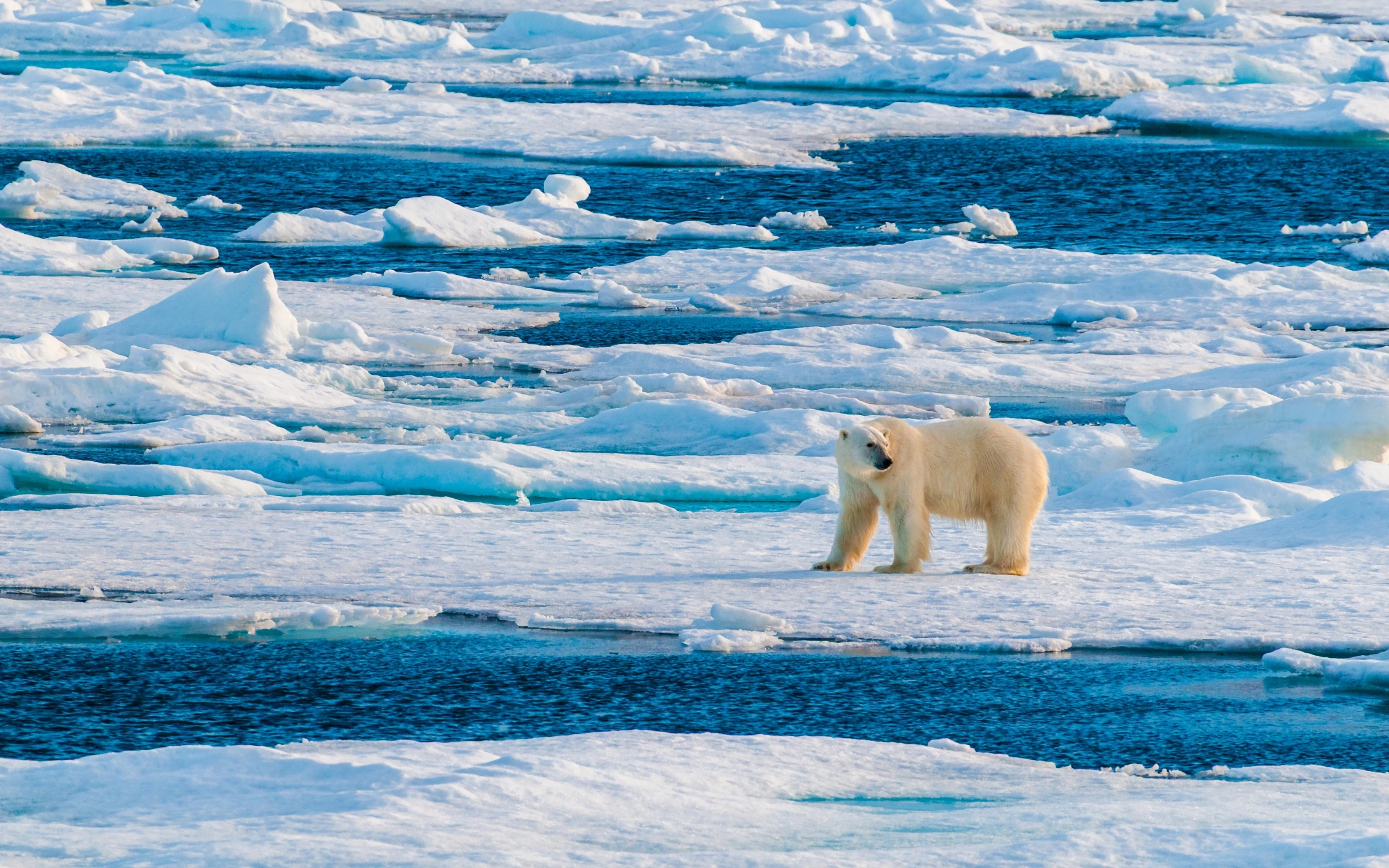 Arctic expedition cruises