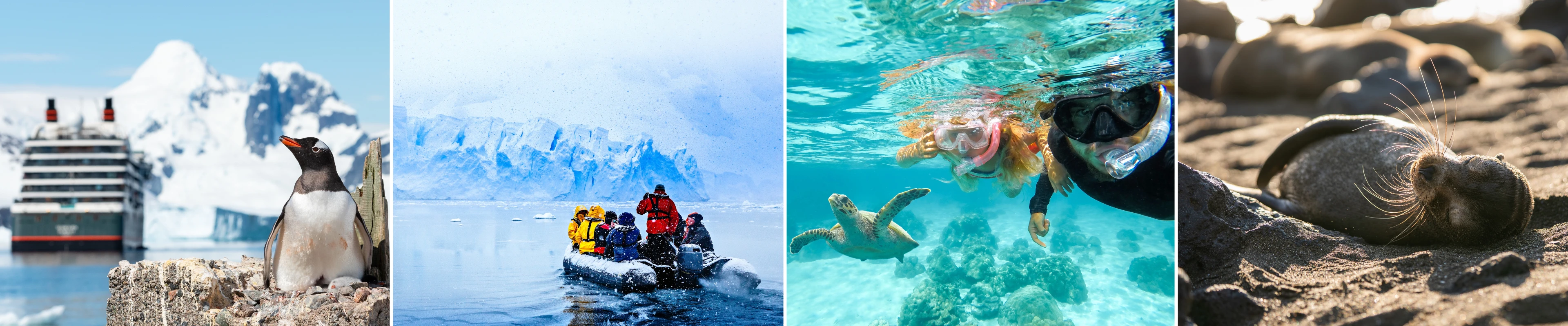 Wildlife encounters on expedition cruises