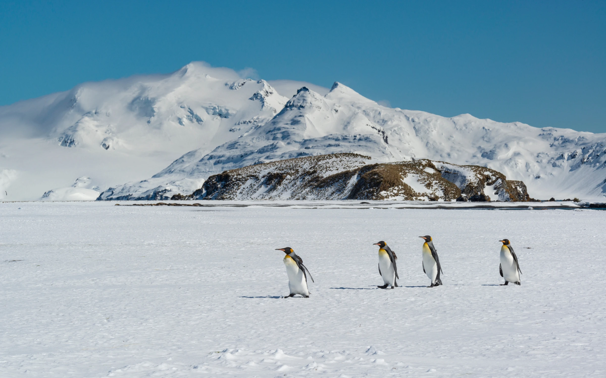 South Georgia expedition cruises