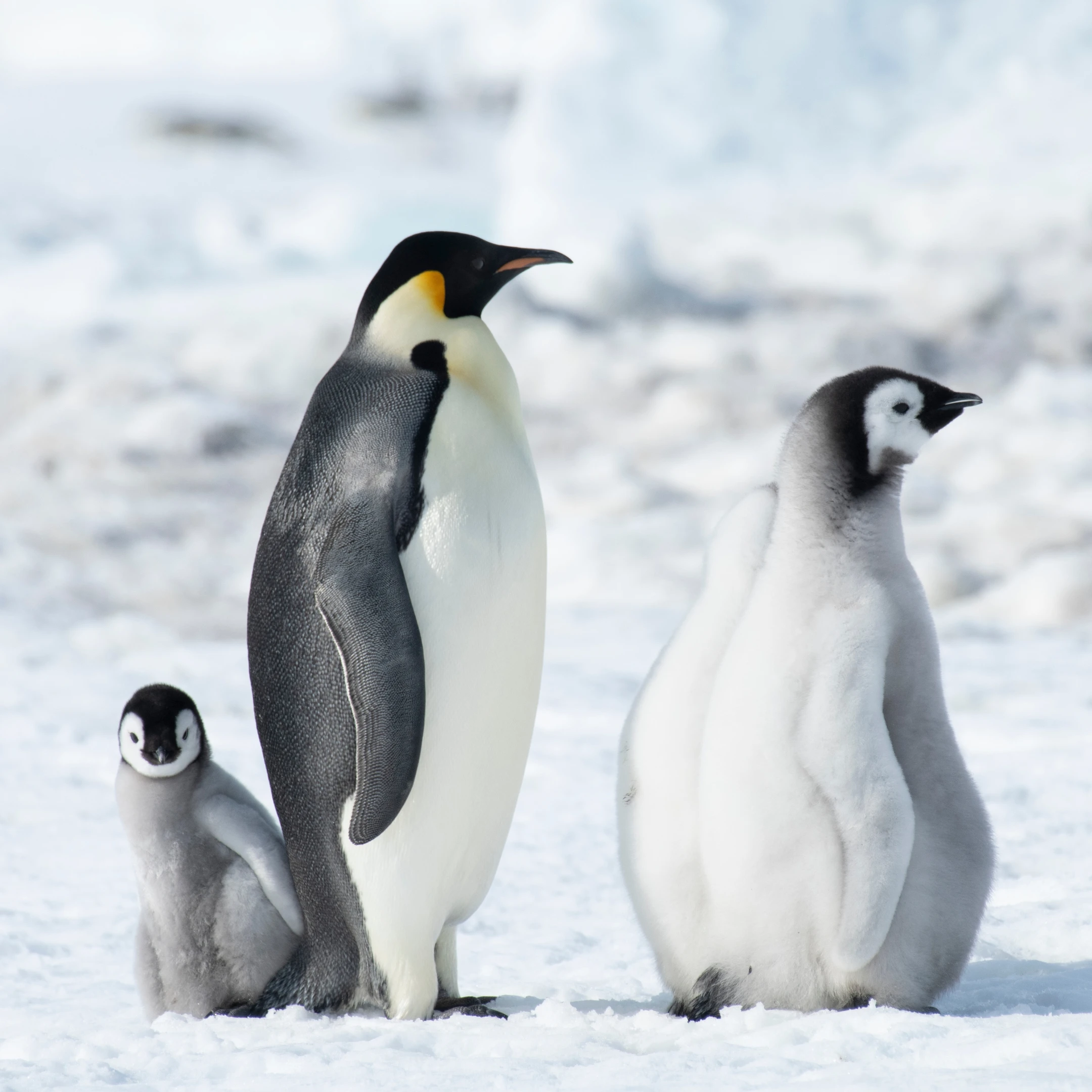 Penguins in Antarctica