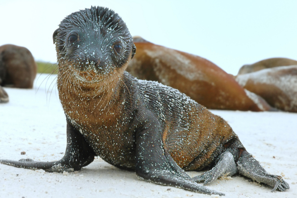 View our wildlife calendar of what animals to see and when in the Galapagos