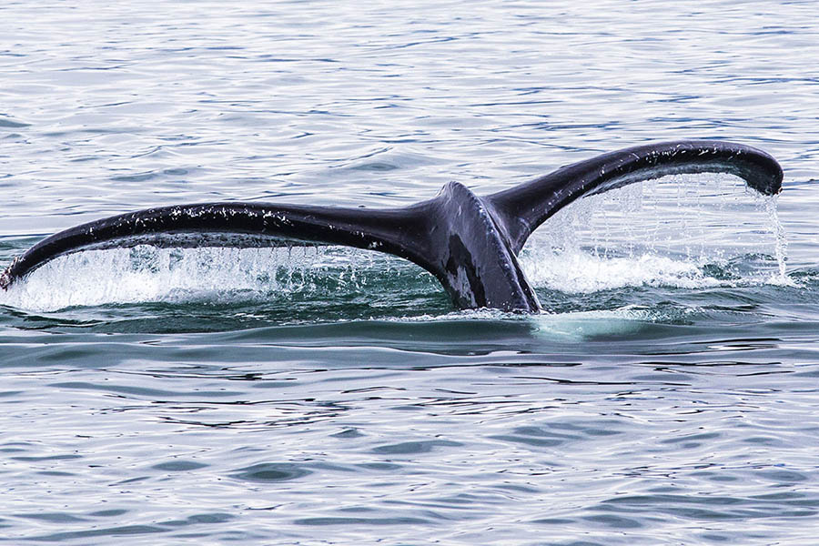 Alaska Cruises Whale Watching