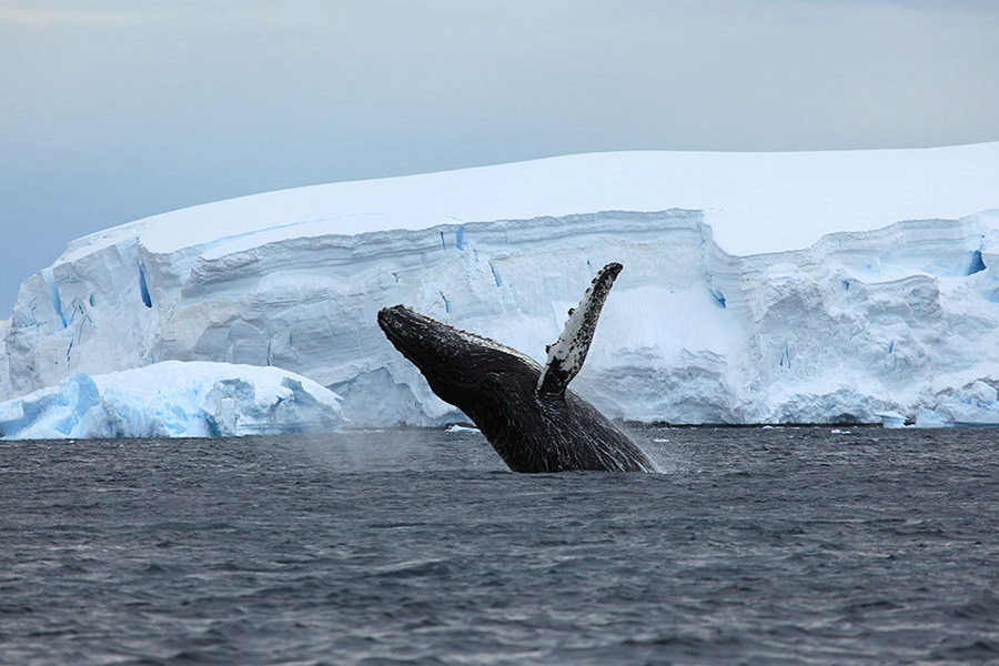 Whale Watching Antarctica Cruise