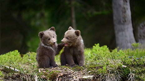Canada Bear Cubs